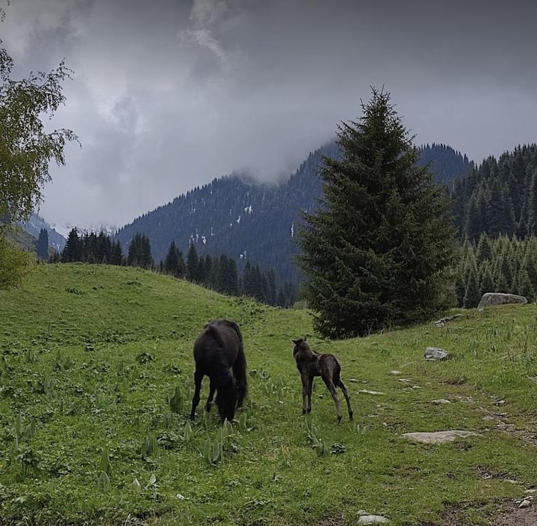 I love Almaty Mountains — фото 6