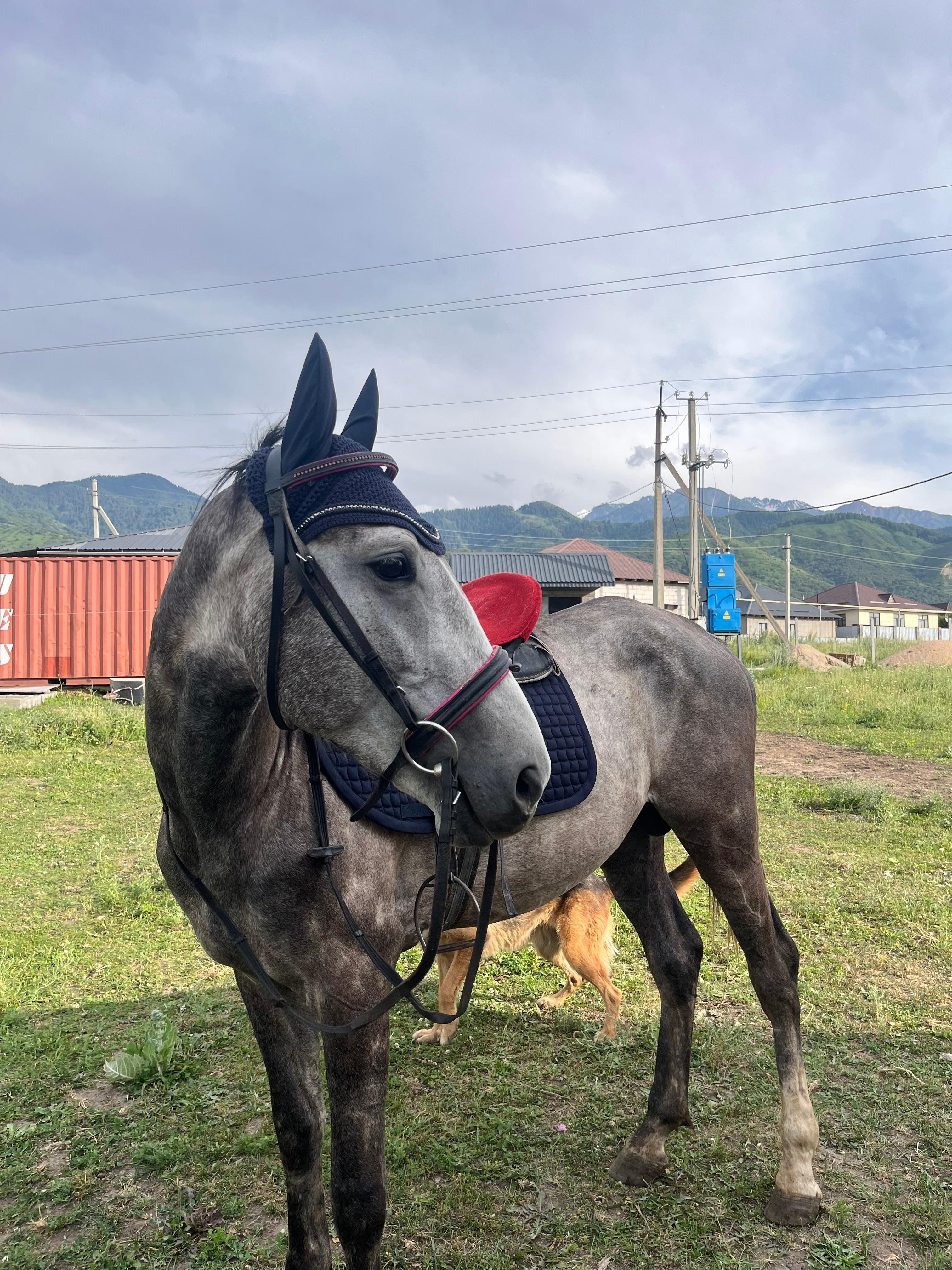 etalon horse club studio image